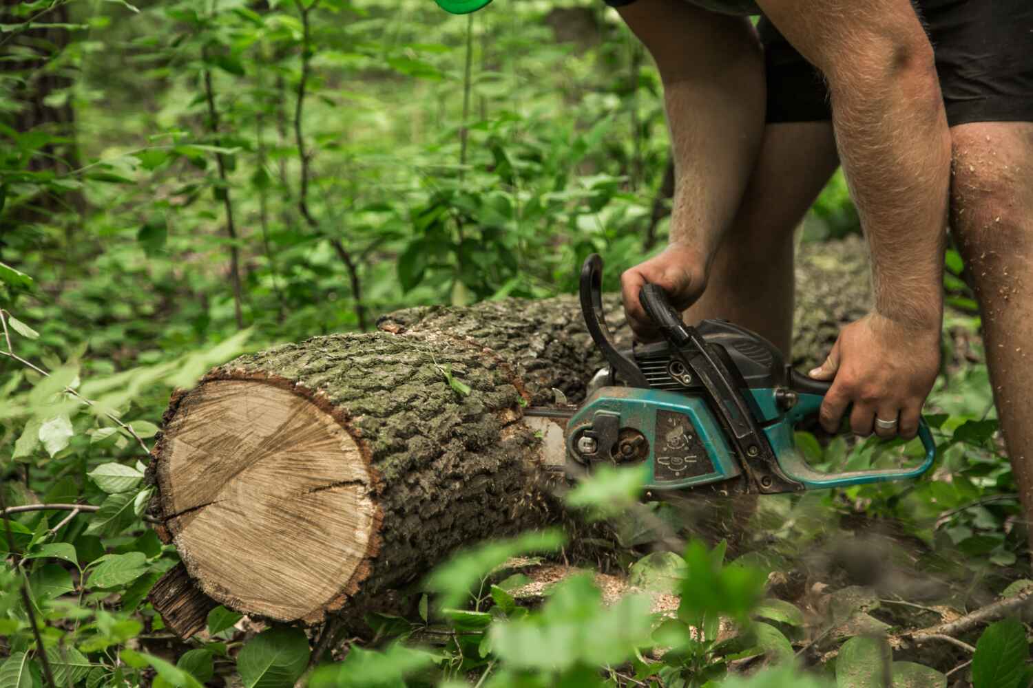 Residential Tree Removal in Greendale, IN